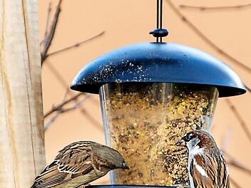 Spatzen am Futterhäuschen  Foto: Michael Bangerter