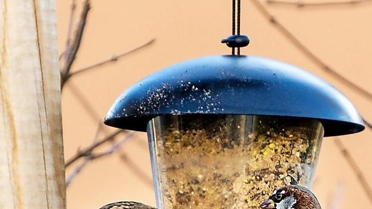 Spatzen am Futterhäuschen  Foto: Michael Bangerter