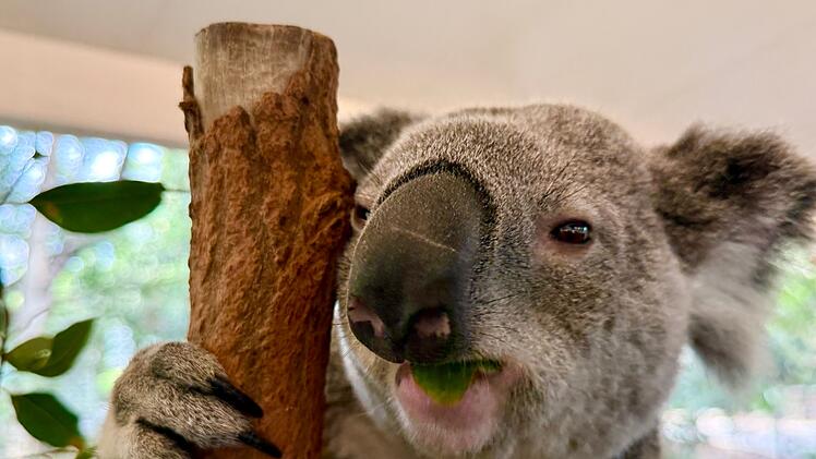 Koala-Schutzzentrum in Brisbane