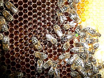 Brutbeginn im Bienenvolk. Auf der Wabe ist die Königin zu sehen. Sie hebt sich durch eine vom Imker angebrachte farbige Markierung am Rücken, mehr aber noch durch ihren besonders langen Hinterleib von den anderen Bienen ab.