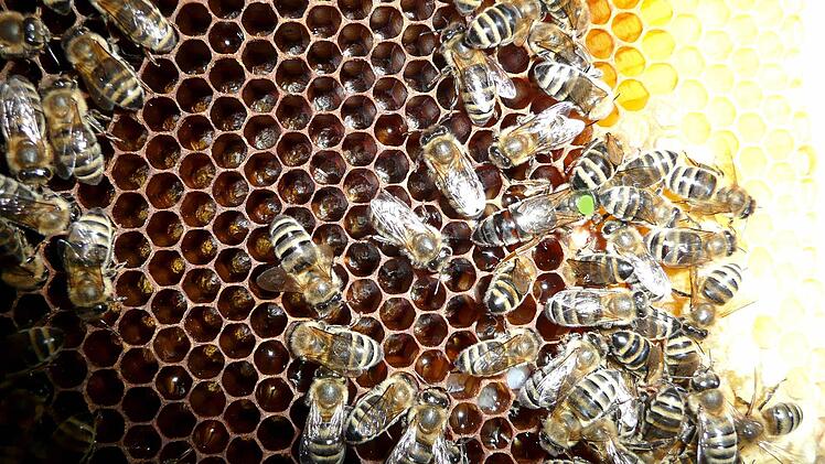 Brutbeginn im Bienenvolk. Auf der Wabe ist die Königin zu sehen. Sie hebt sich durch eine vom Imker angebrachte farbige Markierung am Rücken, mehr aber noch durch ihren besonders langen Hinterleib von den anderen Bienen ab.
