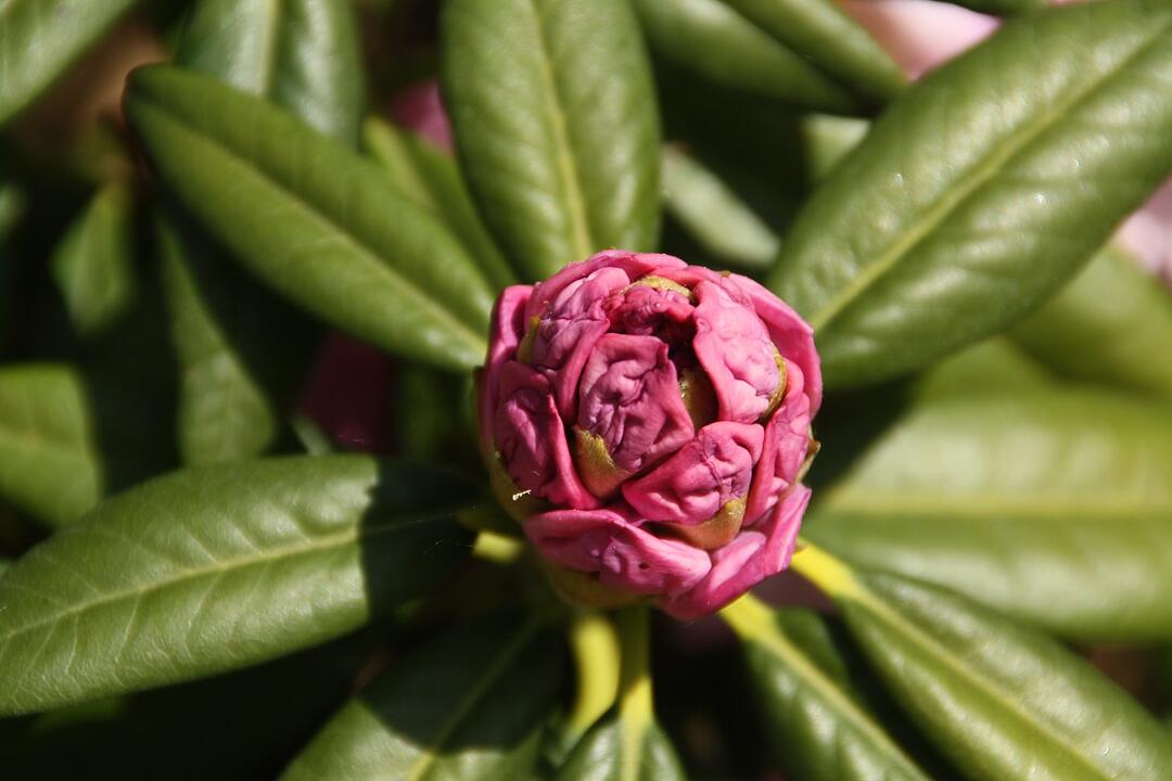 Rhododendron