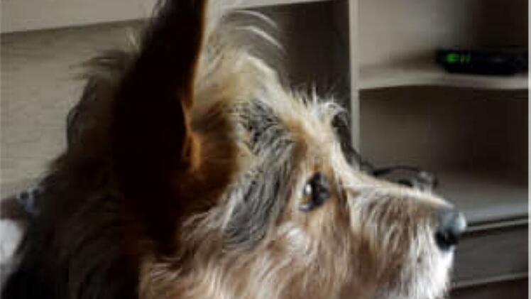 Tierheim Pfaffengrün: Hund "Erwin" sucht dringend neues zu Hause - Herrchen von süßem Mischling verstorben