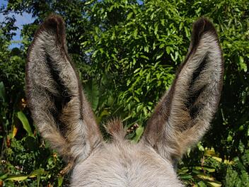 Am 4. August liefern sich die Esel gemeinsam mit ihren "Treibern" auf der Hersbrucker Sportanlage wieder ein spektakuläres Rennen. Symbolfoto: pixabay.com/Flauschmeister_C