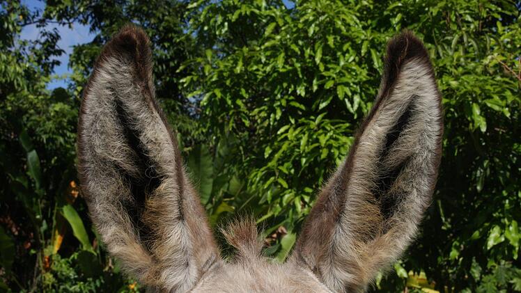 Am 4. August liefern sich die Esel gemeinsam mit ihren "Treibern" auf der Hersbrucker Sportanlage wieder ein spektakuläres Rennen. Symbolfoto: pixabay.com/Flauschmeister_C