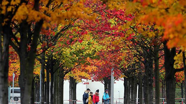 Bei Aleen lässt sich jetzt besondern schön beobachten, wie unterschiedlich sich Laubbäume färben. Foto: Wolfgang Kumm/dpa