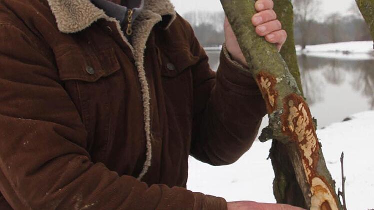 Manfred Höppel zeigt auf durch Biber verursachte Schäden an Bäumen und Sträuchern.