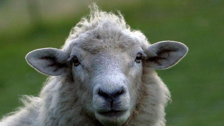 Ein Unbekannter hat in Niederbayern ein Schaf missbraucht. Das Tier wurde dabei schwer verletzt. Symbolfoto: Skeeze/pixabay.com