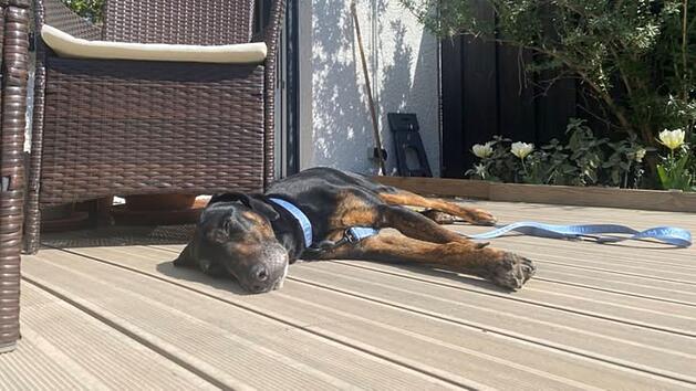 Tierheim N&uuml;rnberg: Happy End f&uuml;r Hund Klaus