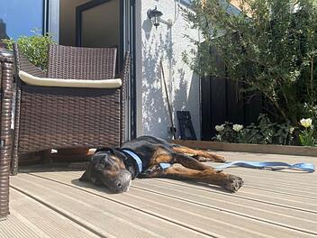 Tierheim Nürnberg: Happy End für Hund Klaus