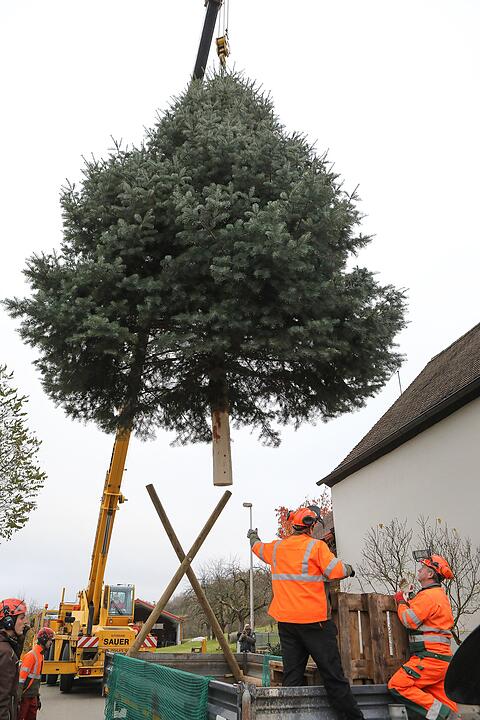 Christbaum kommt aus Schlaifhausen  auf den Forchheimer Rathausplatz