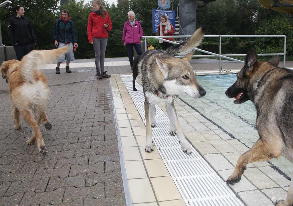Hundeschwimmen im Kitzinger Freibad
