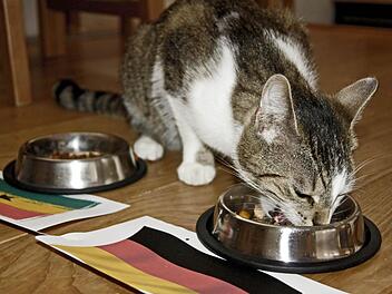 Kater Jerry ist der Hoffnungsträger beim Tierorakel vor dem Ghana-Spiel.  Foto: Sarah Dann
