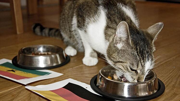 Kater Jerry ist der Hoffnungsträger beim Tierorakel vor dem Ghana-Spiel.  Foto: Sarah Dann