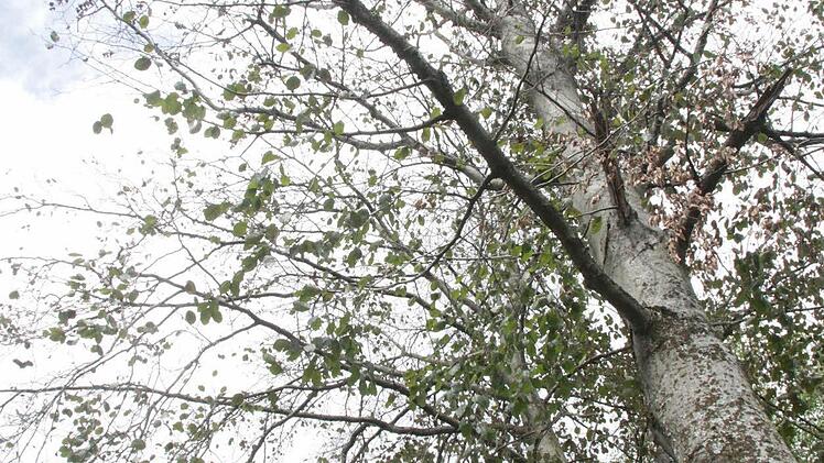 Buchen haben schon viele Blätter abgeworfen - eine Überlebensstrategie bei großer Hitze.