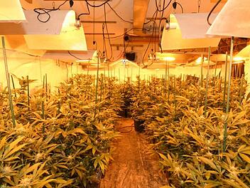 Frankfurt: Rekordverdächtiger Bargeldfund - Razzia in Marihuana-Plantagen und Mehrfamilienhaus