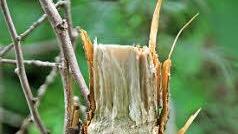 "Der Biber ist schneller als eine Säge", sagt Thomas Popp.