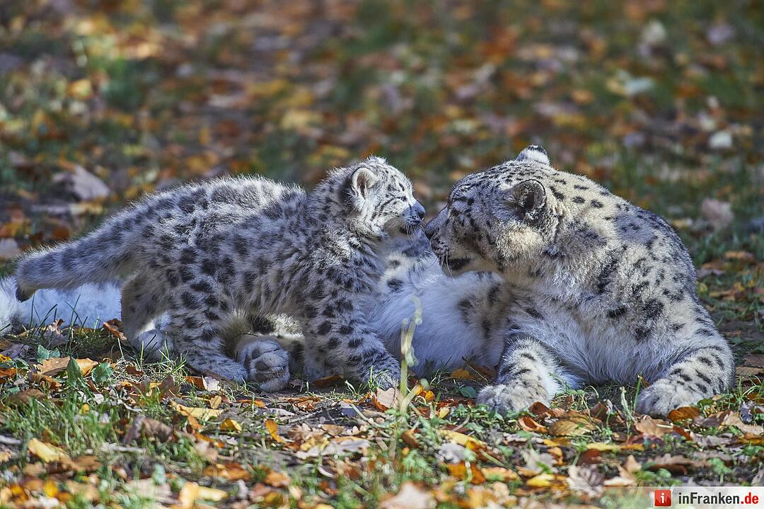 Junge Schneeleoparden im Tiergarten