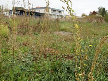 Auf den freien Grundstücken hat sich mittlerweile Gestrüpp ausgebreitet.Foto: Arkadius Guzy