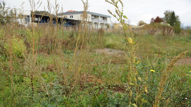 Auf den freien Grundstücken hat sich mittlerweile Gestrüpp ausgebreitet.Foto: Arkadius Guzy