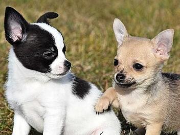 Eines der vielen Motive aus dem Tierheimkalender, den es in drei Varianten gibt Foto: privat