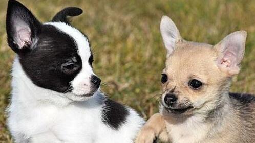 Eines der vielen Motive aus dem Tierheimkalender, den es in drei Varianten gibt Foto: privat