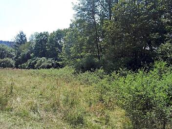 Die ehemalige Hecke am Rand der Streuobstwiese hinter K&ouml;nigsberg  Foto: Lukas Bandorf/Naturpark Ha&szlig;berge