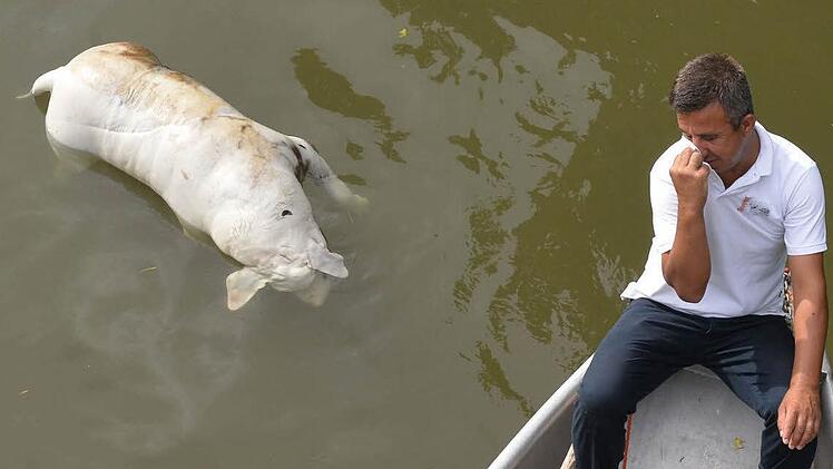Die Nase zuhalten mussten sich die Männer, die in einem Boot neben dem toten Tier Richtung Erba-Brücke fuhren. Foto: Ronald Rinklef