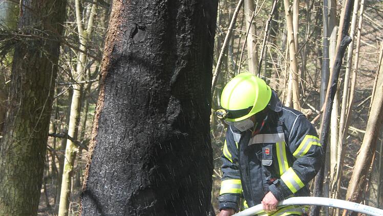 Aktive der Feuerwehr spritzten Wasser in einen hohlen Baum. Der verkohle Stamm musste aus Sicherheitsgründen gefällt werden.