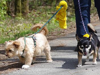 "Bitte Abstand halten": Das signalisieren die gelben Tücher und Schleifen, die diese beiden Hunde tragen.  Foto: Marco Meißner