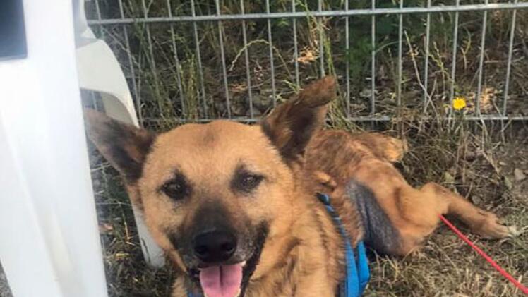 Tierheim Hof: Im Krieg alleine gelassen - Hunde Billy und Dobby aus schrecklicher Situation befreit