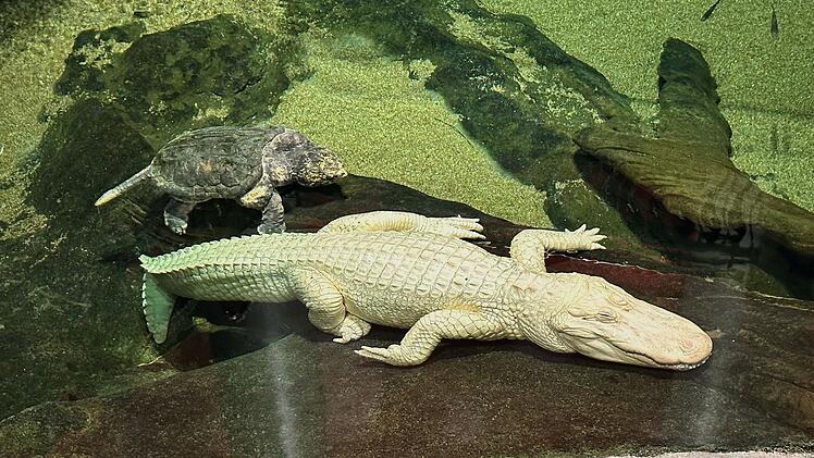 Albino-Alligator Claude gestorben
