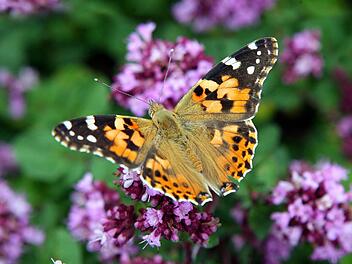 Sommerblumen wirken magnetisch auf Bienen, Hummeln und Schmetterlinge.  Foto: dpa