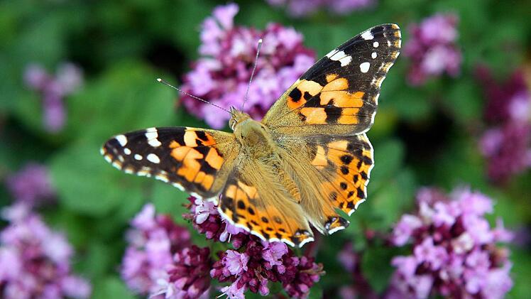 Sommerblumen wirken magnetisch auf Bienen, Hummeln und Schmetterlinge.  Foto: dpa