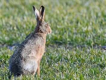 Hasenpest in Franken ausgebrochen - Menschen und Haustiere k&ouml;nnen erkranken