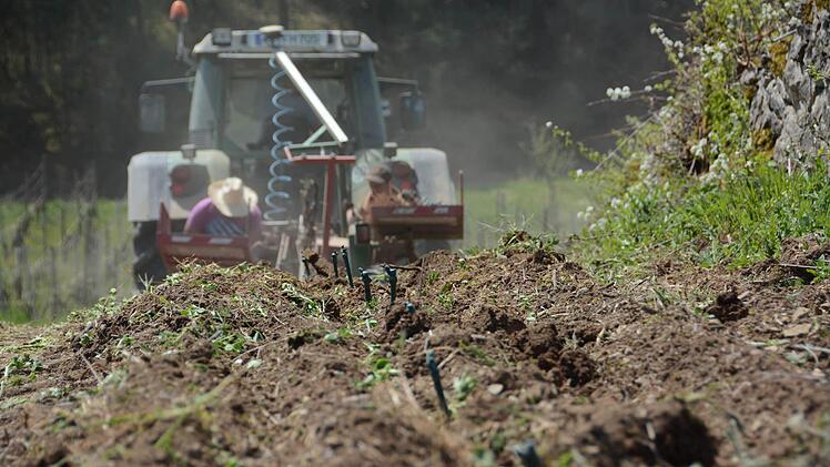 Arbeiten im Weinberg  Foto: Assmann