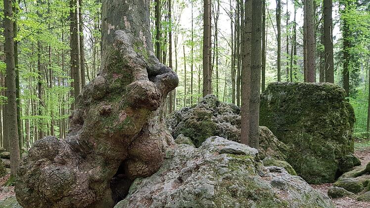Bäume und Felsen bilden tolle Motive. Foto: Ronald Heck