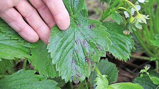 Die Weißfleckenkrankheit wird von der Nässe begünstigt. Doch glücklicherweise befällt sie nur die Blätter und nicht die reifen Früchte.