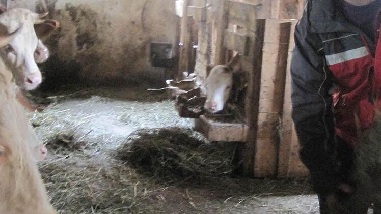 Hier durfte mit angepackt und beim Kühefüttern geholfen werden. Foto: Evelyn Schneider
