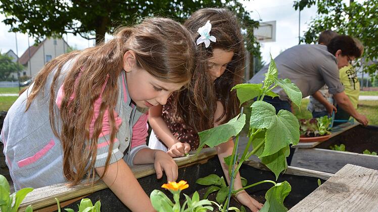 Sophie Herold und Linda Langer befreien die Hochbeete vom Unkraut, damit Gurken und Ringelblumen gut wachsen können. Foto: Dagmar Besand