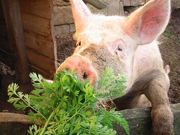Ein (inzwischen geschlachtetes) Schwein. Doch nicht jeder mag Fleischgerichte. Foto: Thomas Henig