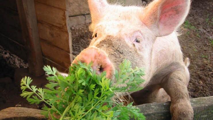 Ein (inzwischen geschlachtetes) Schwein. Doch nicht jeder mag Fleischgerichte. Foto: Thomas Henig