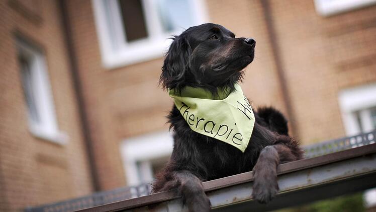 Ein Assistenzhund kann die traumatisierte Elisa aus ihrer Isolation befreien. Dank der großen Spendensumme über den Verein "Franken helfen Franken" ist die Ausbildung des Vierbeiners gesichert.Symbolbild: F. von Erichsen/dpa