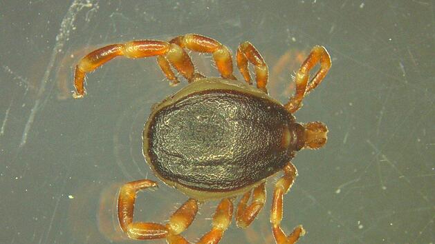 Erstmals hat eine tropische Hyalomma-Zecke in Deutschland überwintert. Die Super-Zecken können Träger des für Menschen unter Umständen sogar tödlichen Krim-Kongo-Virus sein.  Foto: Marco Drehmann/Universität Hohenheim/dpa