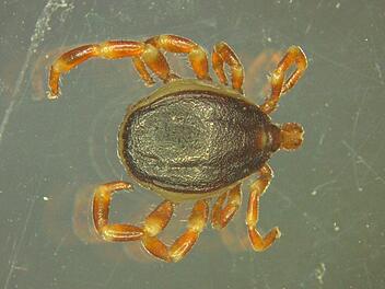 Erstmals hat eine tropische Hyalomma-Zecke in Deutschland überwintert. Die Super-Zecken können Träger des für Menschen unter Umständen sogar tödlichen Krim-Kongo-Virus sein.  Foto: Marco Drehmann/Universität Hohenheim/dpa