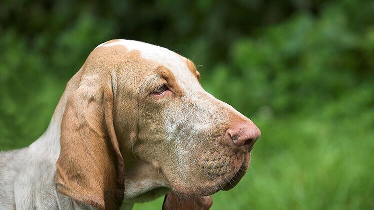 Die besondere Führerbezogenheit zum Hundebesitzer macht den Bloodhound gerade bei Jägern beliebt.