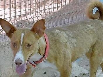 Oscar Foto: Tierheim