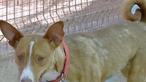 Oscar Foto: Tierheim