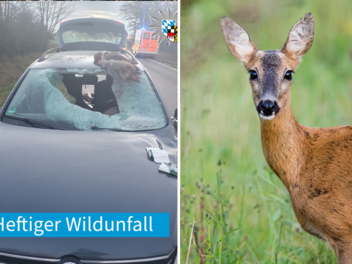 Wildunfall bei Neudorf