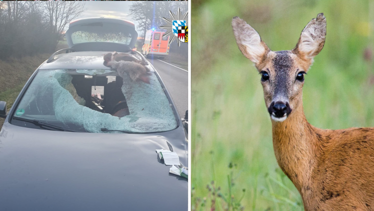 Wildunfall bei Neudorf